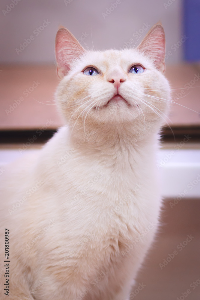 Fototapeta premium Happy begie cat smiling and looking up. Close-up portrait on blured background.