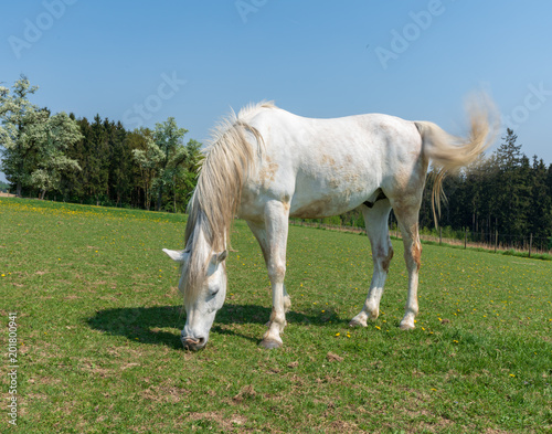Pferd