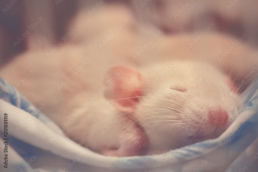 sleeping baby, cute domestic dumbo rat sleeping baby, cute domestic dumbo rat