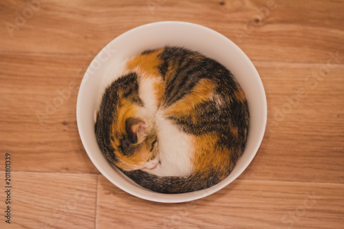 Cute three-colored kitten sleeping soundly and curled up in round bowl. Comfort zone concept. View from above photo