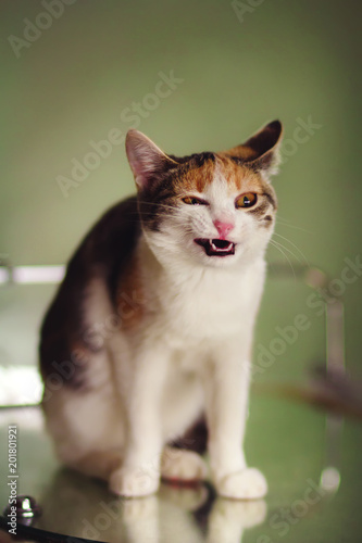 Very funny tricolor cat laughing on blured background photo
