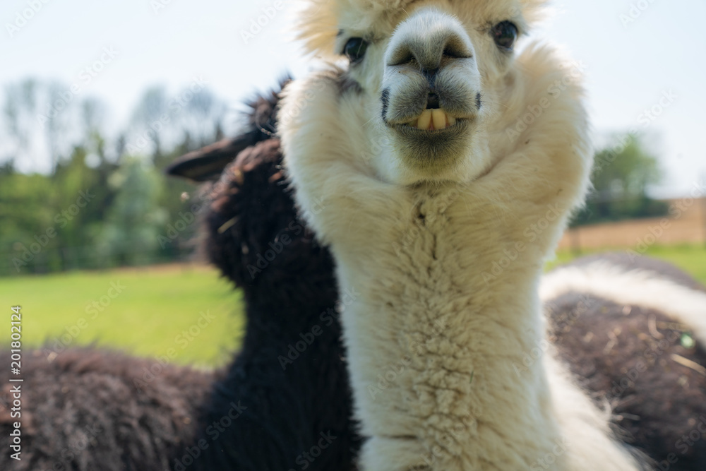 Obraz premium Alpaka