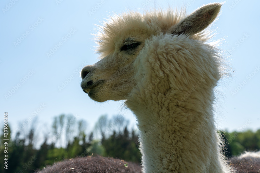 Obraz premium Alpaka