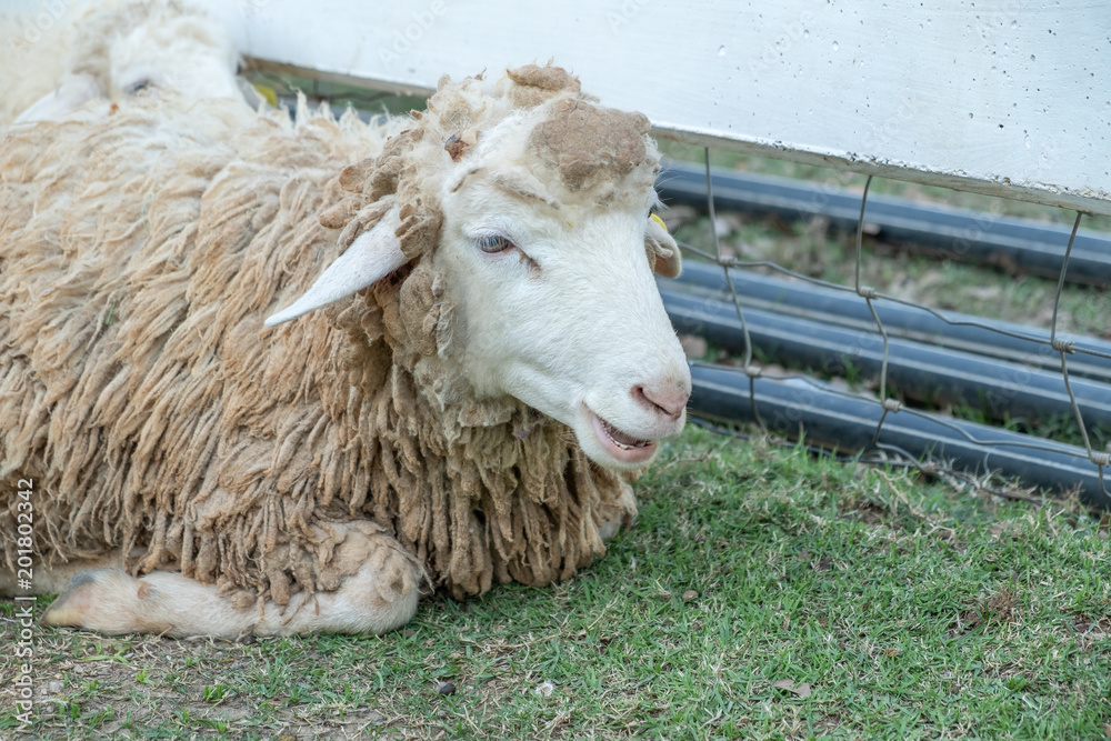 little white sheep in farm in a sunny day little white sheep in farm in a sunny day