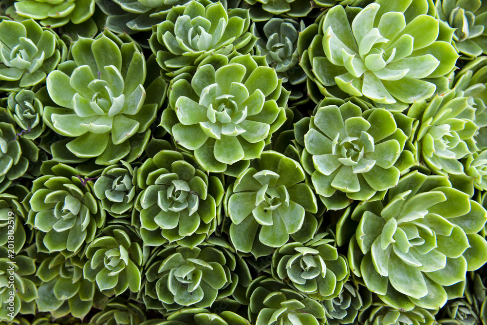 Plant Pattern Plant Pattern