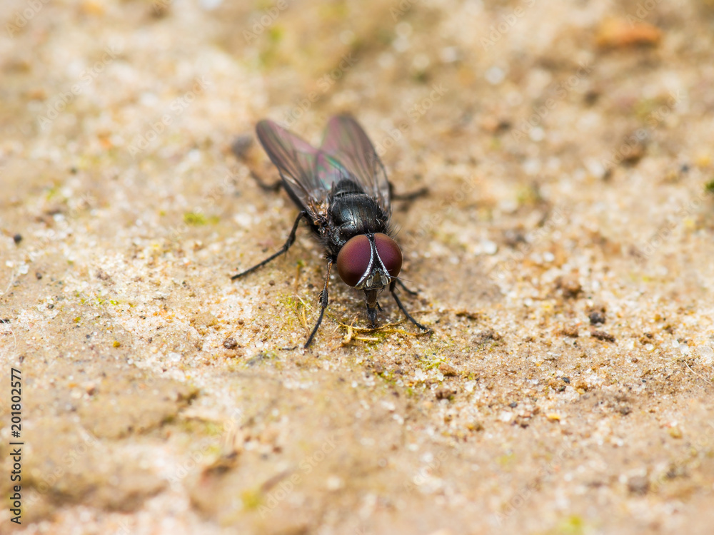 Diptera Meat Fly Insect On Ground Diptera Meat Fly Insect On Ground