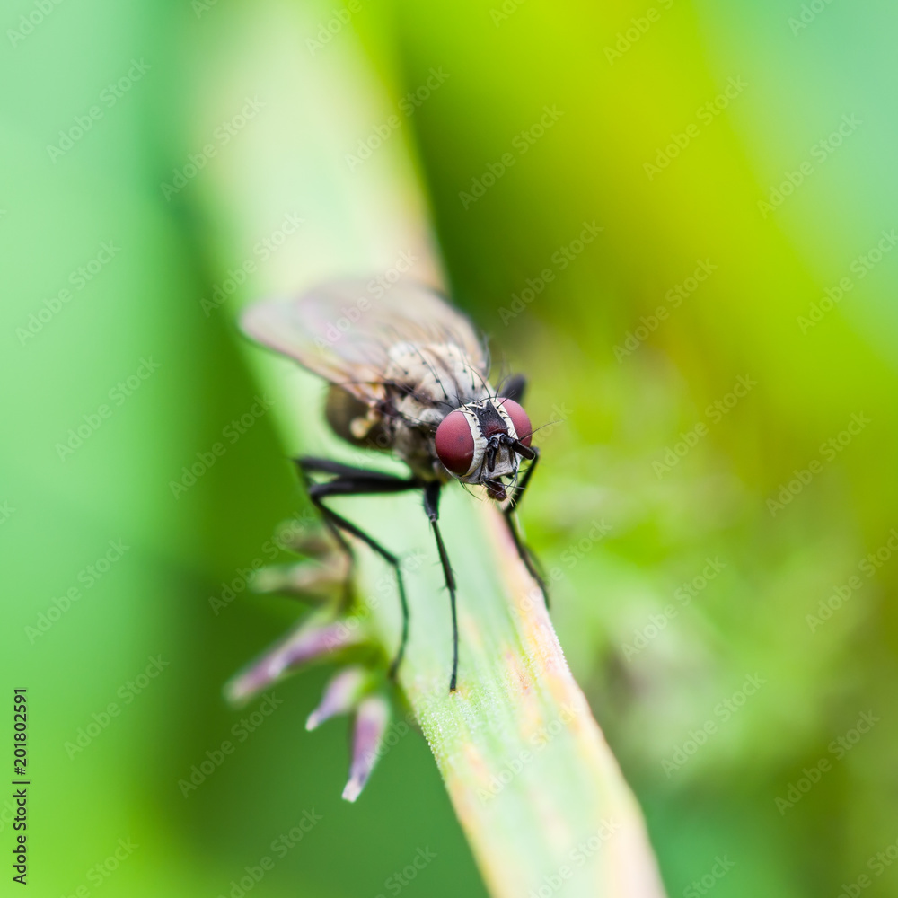 Exotic Drosophila Fruit Fly Diptera Insect on Green Grass Exotic Drosophila Fruit Fly Diptera Insect on Green Grass