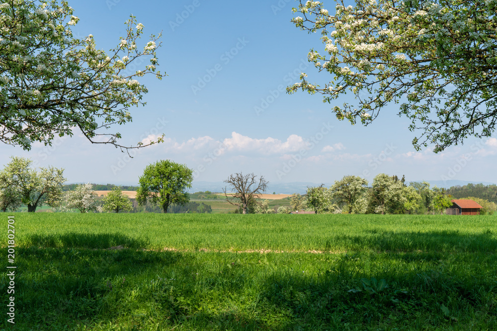 Kirschblüten auf Kirschbaum in Hügellandschaft Kirschblüten auf Kirschbaum in Hügellandschaft