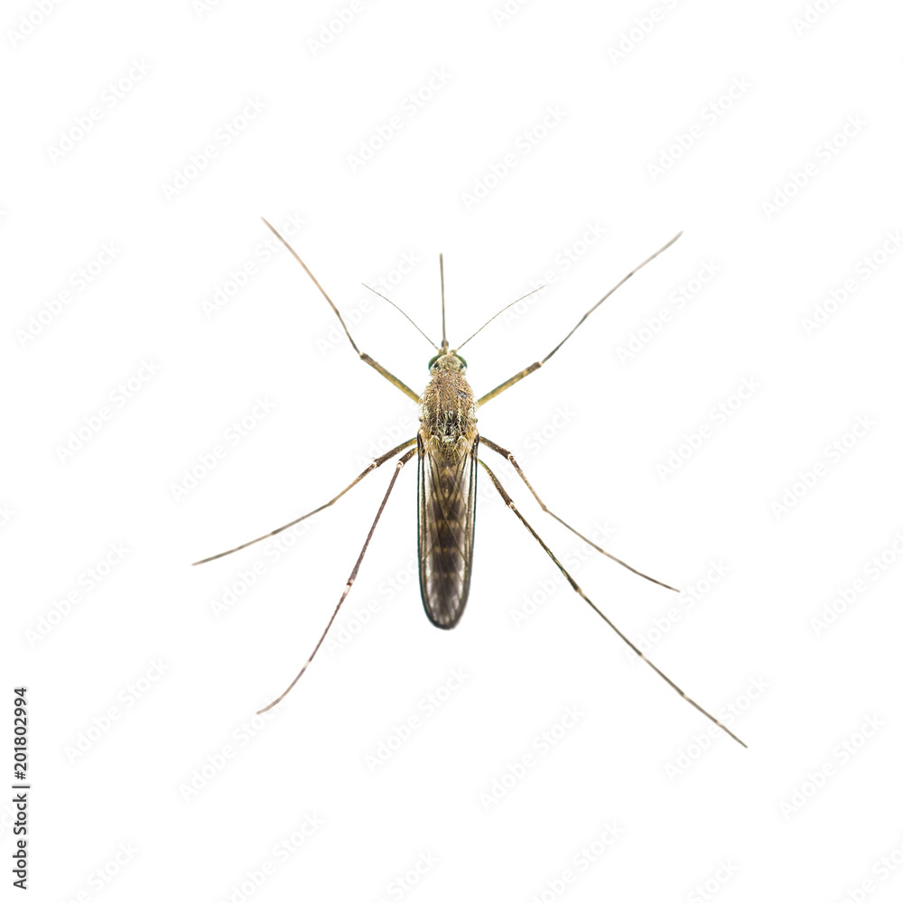 Yellow Fever, Malaria or Zika Virus Infected Mosquito Insect Isolated on White Yellow Fever, Malaria or Zika Virus Infected Mosquito Insect Isolated on White