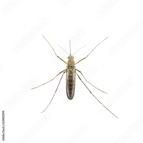 Yellow Fever, Malaria or Zika Virus Infected Mosquito Insect Isolated on White