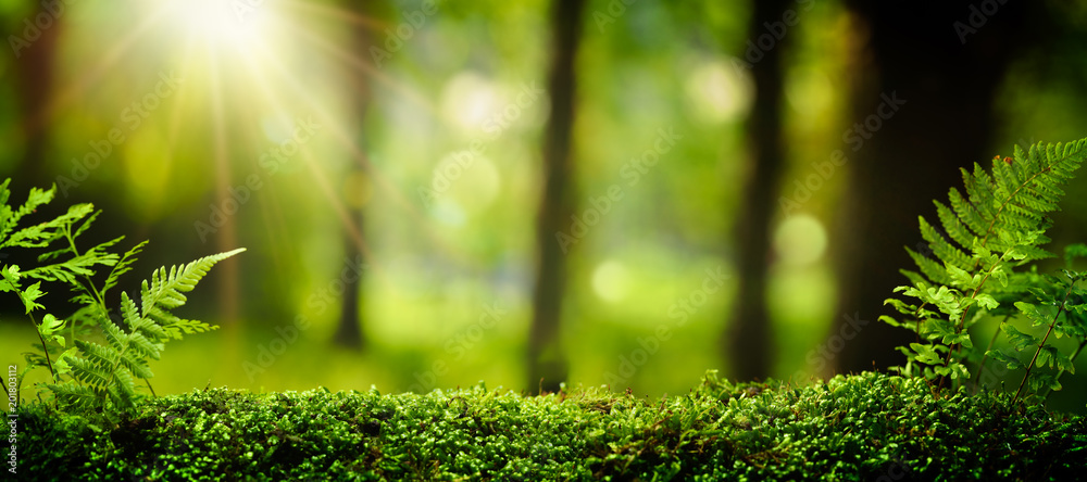 Fotografie, Obraz Closeup on moss in forest