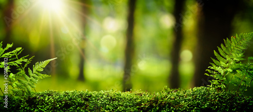 Obraz na plátně Closeup on moss in forest