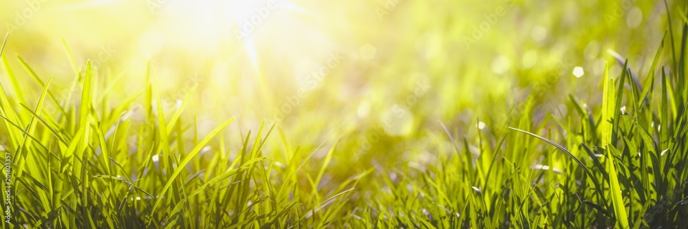 grass in sunlight grass in sunlight
