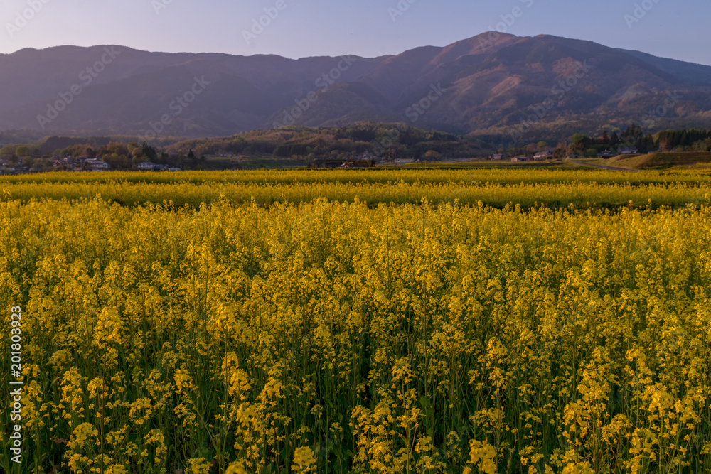 菜の花畑に黄色い花がいちめんに咲いた夕暮れ前 菜の花畑に黄色い花がいちめんに咲いた夕暮れ前