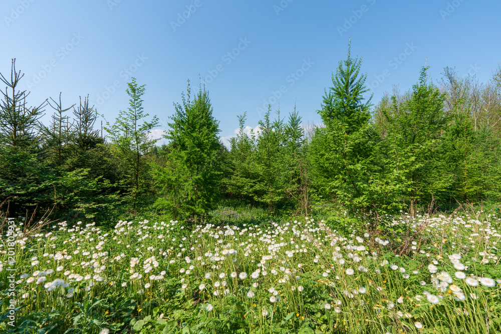Löwenzahnfeld mit Wald Löwenzahnfeld mit Wald