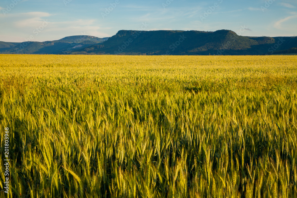 Wheat fields in summer northern Bohemia near Broumov, Czech Republic