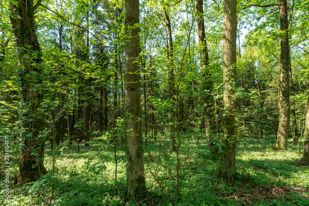 Wald Wald