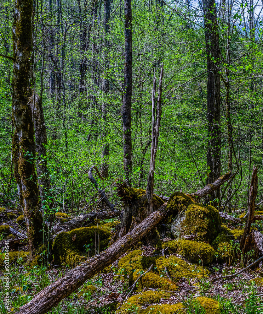 Fallen Tree Fallen Tree