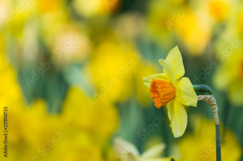 Fototapeta Naklejka Na Ścianę i Meble -  Gelbe Schalen-Narzisse (Narcissus) von der Seite.