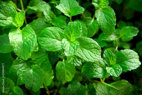 Wallpaper Mural Fresh green mint leaves. Nature pattern for background Torontodigital.ca