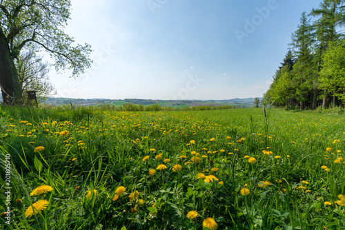 Löwenzahnfeld in Hügellandschaft