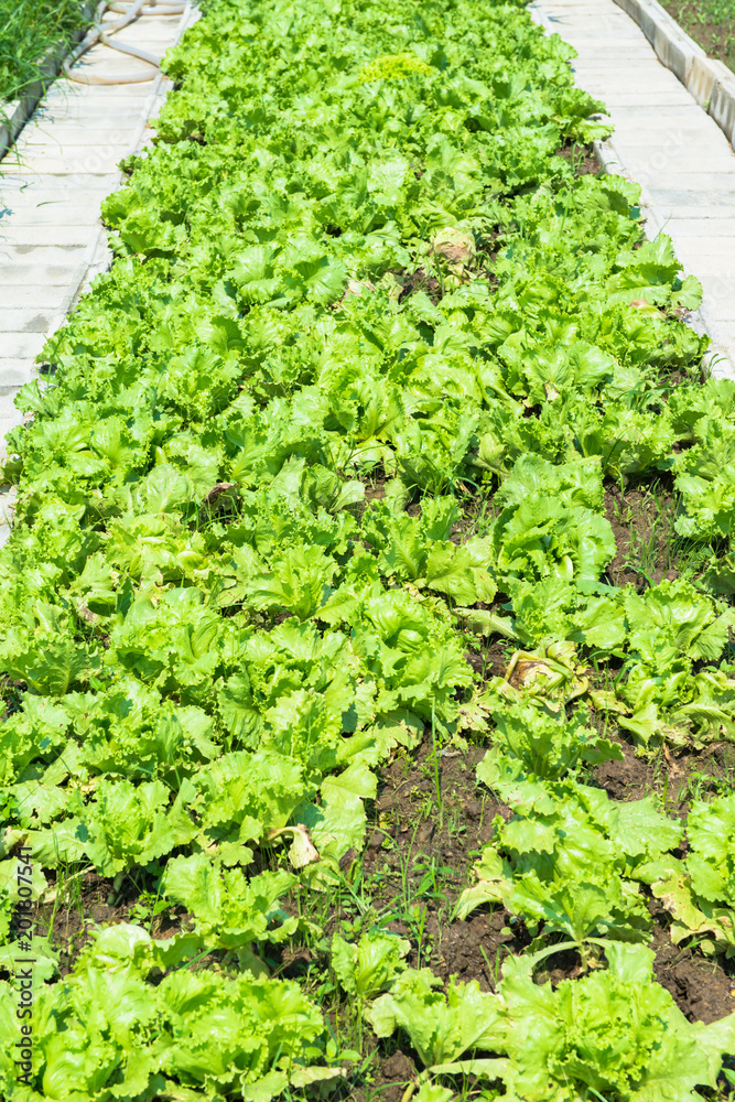 Green vegetables planted in healthy gardens. Green vegetables planted in healthy gardens.