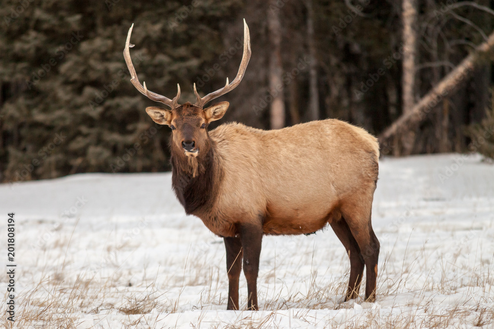 Bull elk in Banff National Park, Alberta, Canada in winter Bull elk in Banff National Park, Alberta, Canada in winter