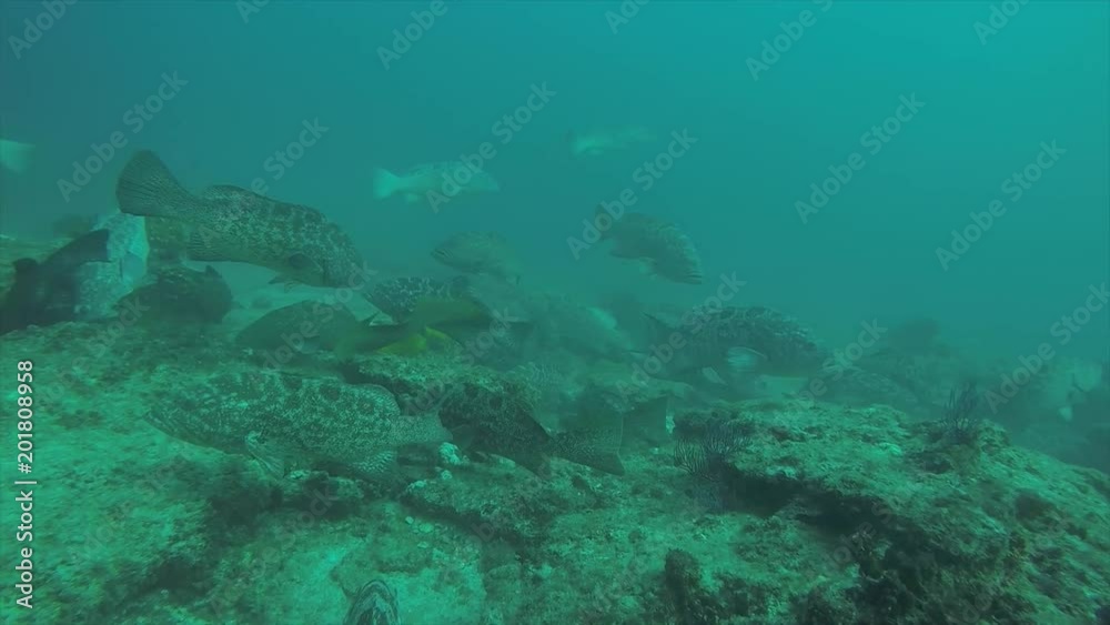 Yellow Leopard grouper (Mycteroperca rosacea), in a school, reefs of the Sea of Cortez, Pacific ocean. Cabo Pulmo National Park, Baja California Sur, Mexico. The world's aquarium. Yellow Leopard grouper (Mycteroperca rosacea), in a school, reefs of the Sea of Cortez, Pacific ocean. Cabo Pulmo National Park, Baja California Sur, Mexico. The world's aquarium.