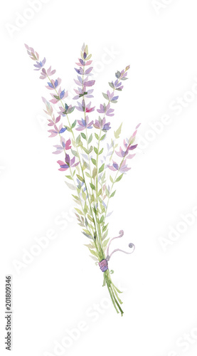watercolor illustration of a sprig of lavender  a bouquet of purple flowers.