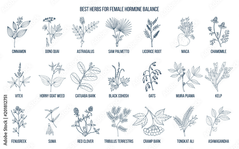 Best herbs for female hormone balance