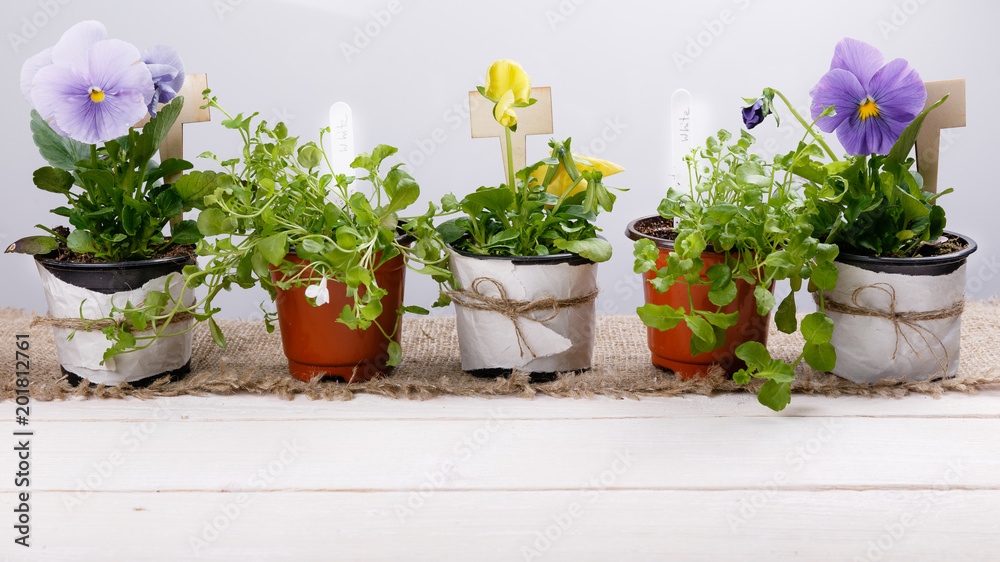 Gardening tools and flowers seedlings of viola and lobelia in pots on white wooden table. Spring in the garden concept background with free text space top view, flat lay .