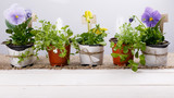Gardening tools and flowers seedlings of viola and lobelia in pots on white wooden table. Spring in the garden concept background with free text space top view, flat lay .
