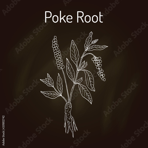 Poke root Phytolacca americana , or pokeweed, medicinal plant