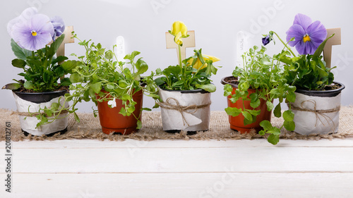 Fototapeta Naklejka Na Ścianę i Meble -  Gardening tools and flowers seedlings of viola and lobelia in pots on white wooden table. Spring in the garden concept background with free text space top view, flat lay .