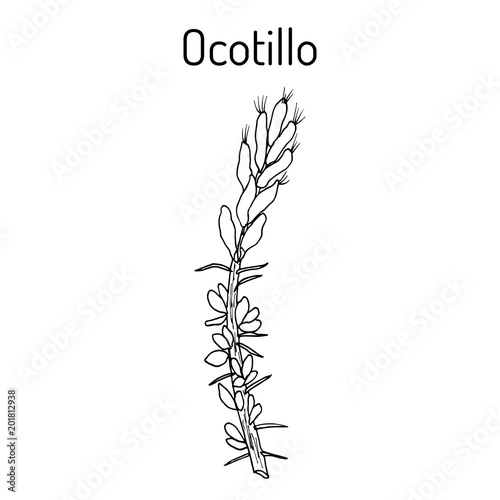Ocotillo Fouquieria splendens , medicinal plant photo