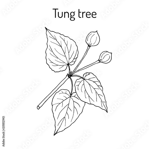 Tung tree Vachellia nilotica , medicinal plant