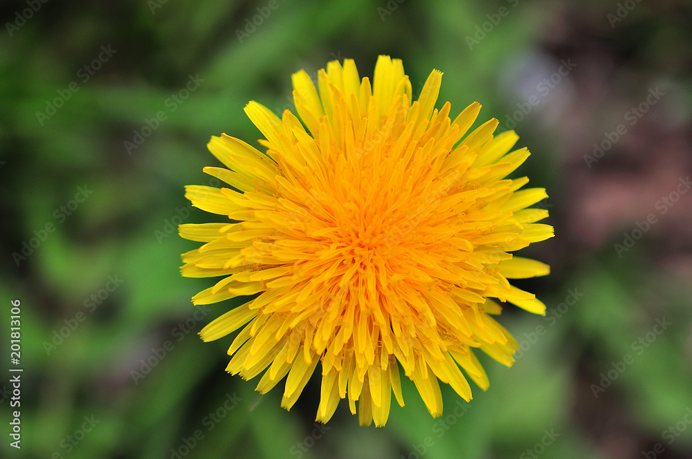 Yellow dandelion flowers. Yellow dandelion flowers.