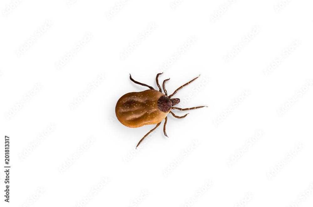 Tick with blood is crawling on white background Tick with blood is crawling on white background