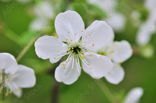 The branches of a blossoming tree.