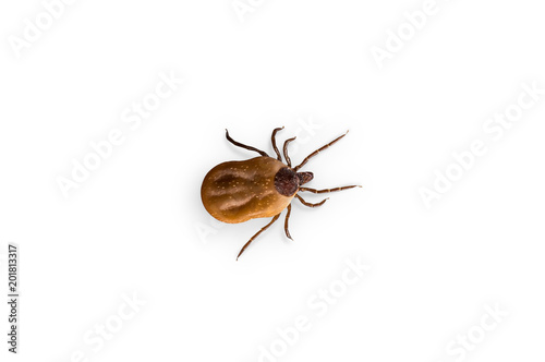Tick with blood is crawling on white background