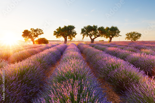 Lavande, Provence, France