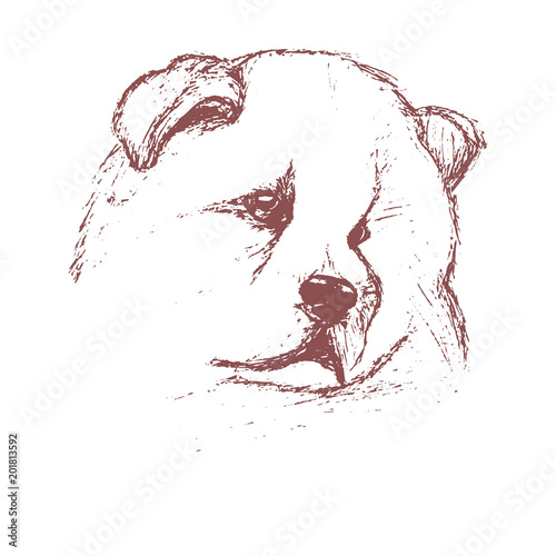 Chow Chow dog vector image hand-drawn engraving