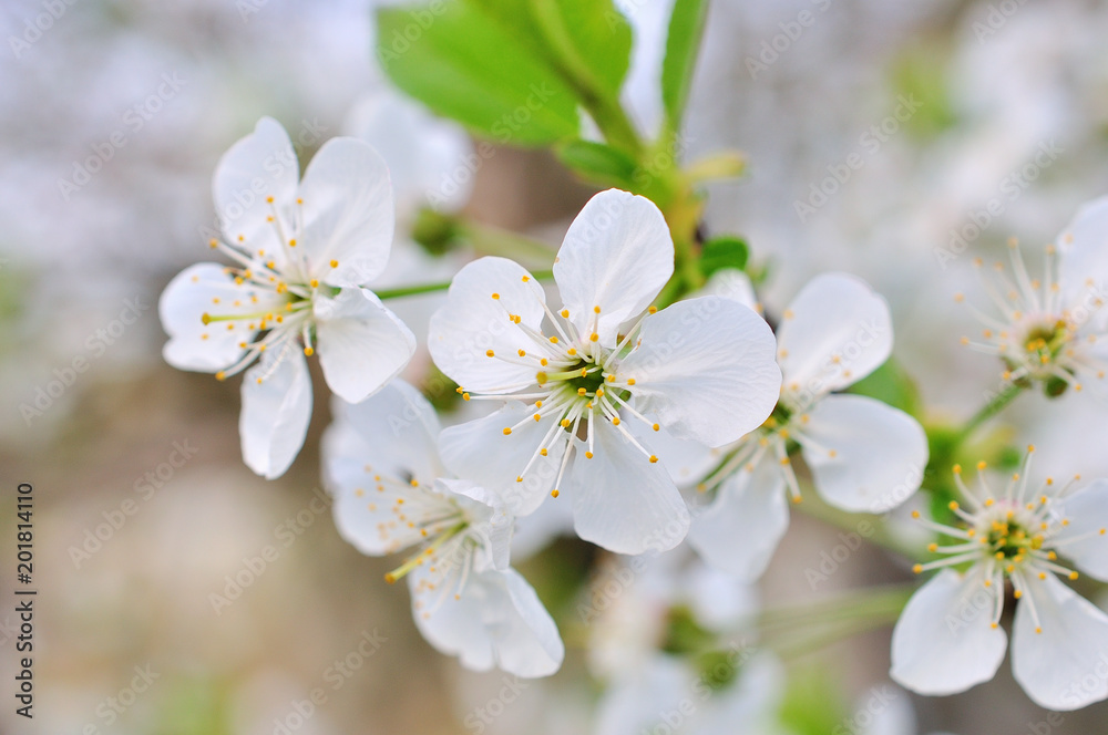 white cherry flowers on spring time