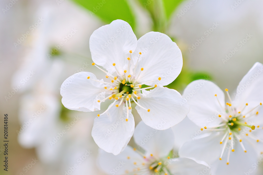 The branches of a blossoming tree.