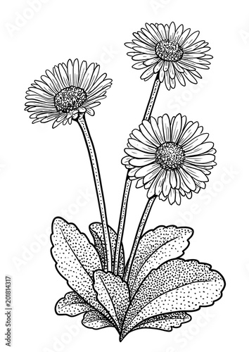 Common daisy illustration, drawing, engraving, ink, line art, vector