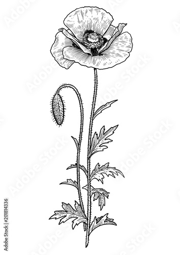 Fototapeta Naklejka Na Ścianę i Meble -  Poppy flower illustration, drawing, engraving, ink, line art, vector