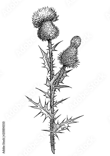 Thistle flower illustration, drawing, engraving, ink, line art, vector