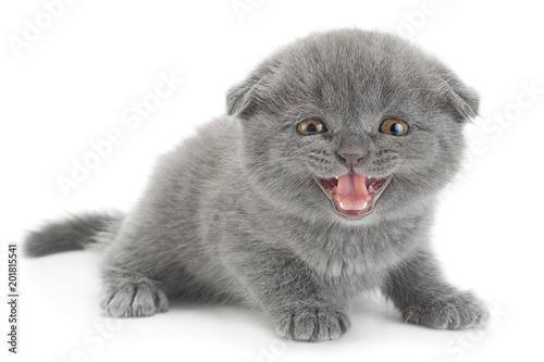 Fototapeta Naklejka Na Ścianę i Meble -  Scottish Fold gray cat