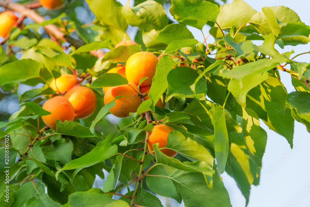 Fragment of apricot tree with ripe fruits at selective focus