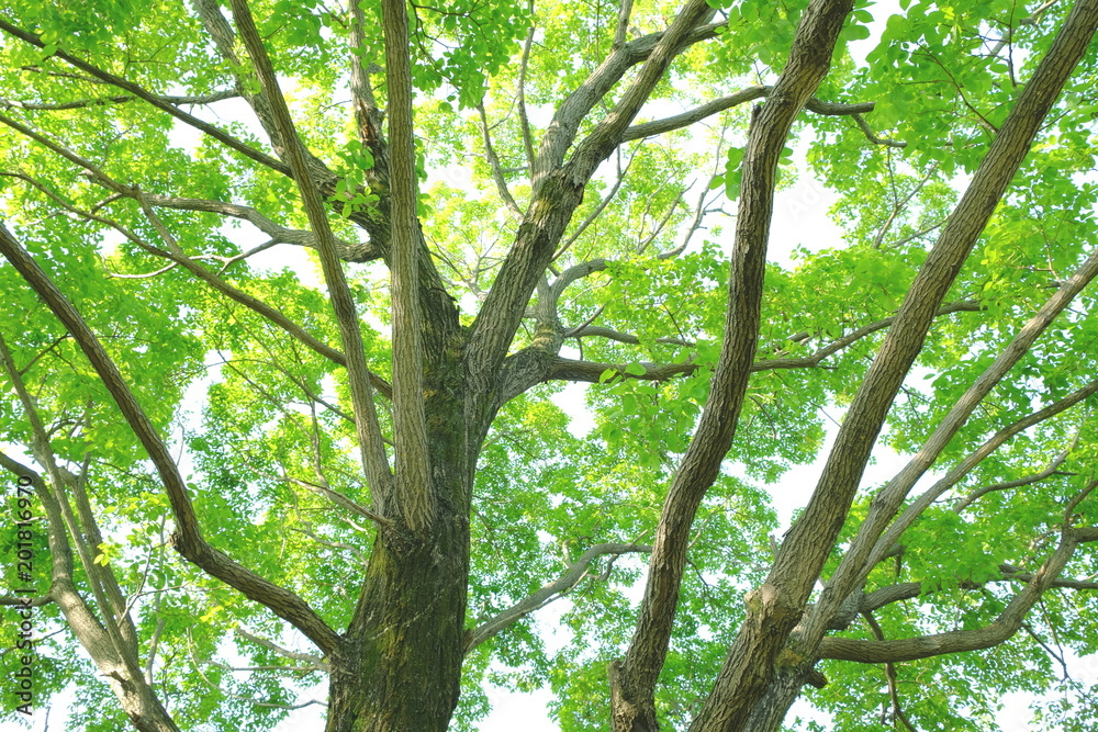 Fototapeta premium 爽やかな新緑を見上げて